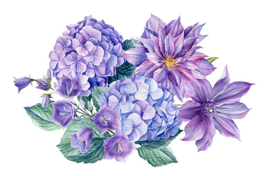 Bouquet of flowers blue bellflower, clematis, hydrangea, watercolor botanical illustration