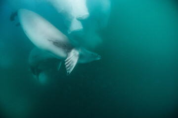 Naklejka premium seal and iceberg underwater