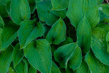 Hosta surface after rain. Fresh leaves background. Monochrome image. Copy space.
