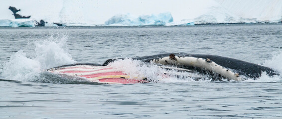 Fototapeta premium humpback whale hunt in Antarctica