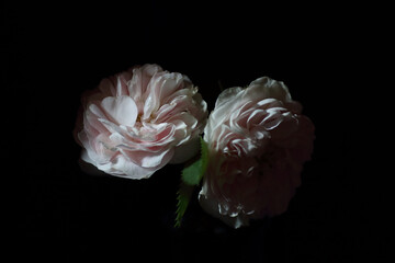 Roses isolated on black background, dark moody floral composition in baroque artistic rembrandt...