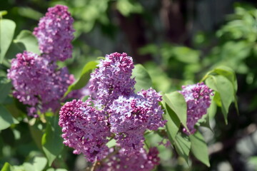 Violet inflorescence of lilac ordinary (lat. Syrínga vulgáris) on a background of green foliage in spring.