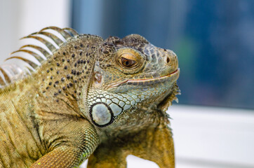 closeup view of the green iguana
