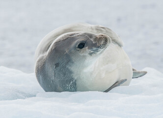seal on the ice