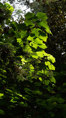 leaves in the forest