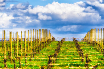 Spring in the vineyards in Yamhill County