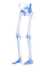 3d illustration Lower limb