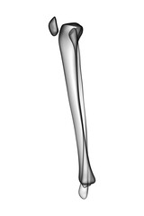 3d rendering of Tibia and fibula, medical concept