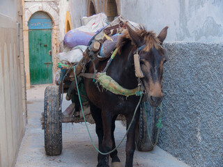 essaouira,maroc