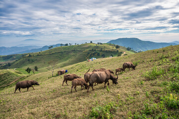 Herd of buffalo grazing on hill and tourists camping in national park at Doi Mae Tho