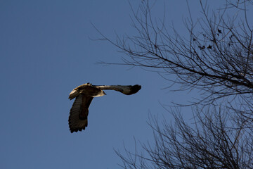 Hawk ready for landing in a tree