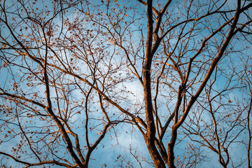 Tree Branch on blue Winter Sky.