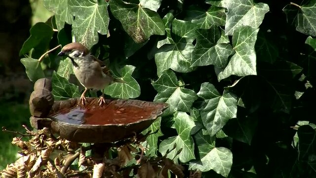 Ein durstiger Spatz an der Vogeltr&auml;nke