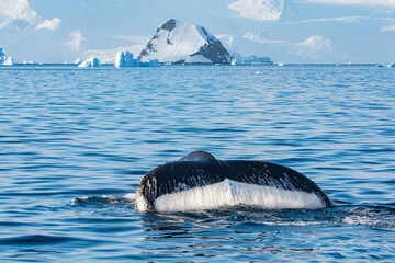 humpback whales in Antarctica