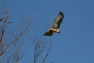 Hawk taking flight from tree