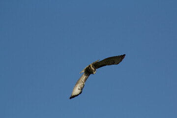 Hawk soaring overhead hunting for food