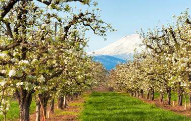 Fototapeta na wymiar Blooming orchard frame Mt. Hood