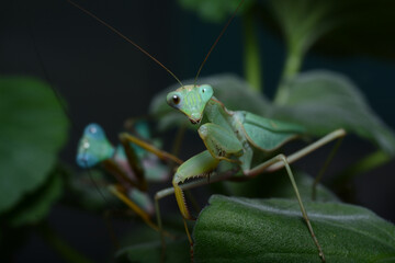 mantis on a leaf