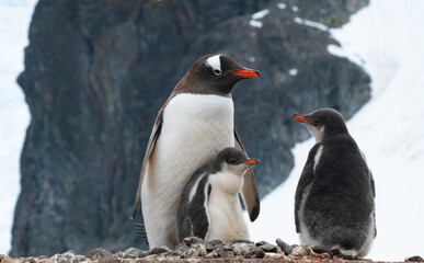 cute penguin family