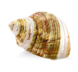 Shell isolated on white background