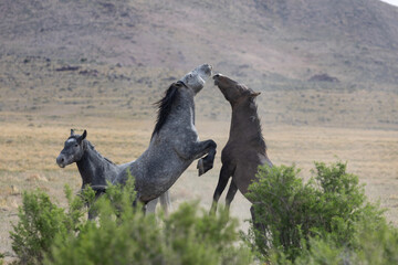 Wild Horse Stallions Fighting in Utah