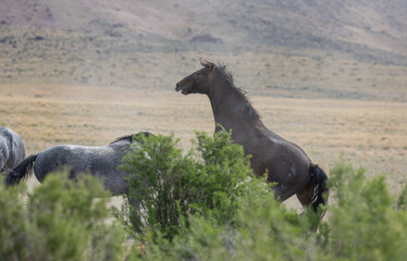 Wild Horse Stallions Fighting in Utah