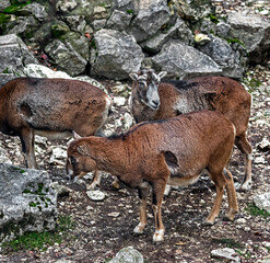 Moufflon females on the ground in the enclosure. Latin name - Ovis aries orientalis