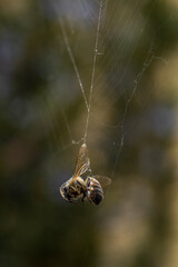macro photography, bee trapped in a spider's web suspended in a vacuum.
