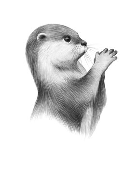 animal sketch cute little river otter animal in the wild pencil drawing graphics