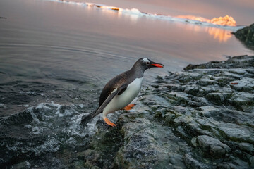 penguin on the rocks