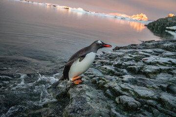 penguin on the rocks