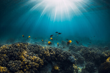 Fototapeta na wymiar Underwater view with corals, tropical fish and sun rays in ocean