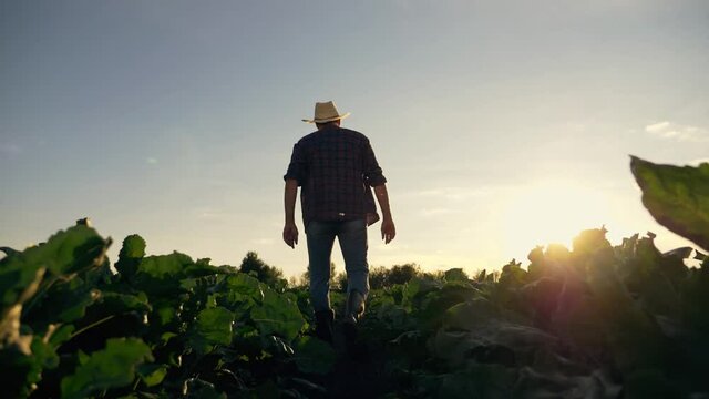 Silhouette of a senior farmer agronomist on a green beet field. A farmer walks across the field in rubber boots at sunset. Growing fresh organic vegetables for a healthy diet. plantation work.
