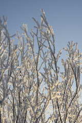 Frosted branch. Close up.