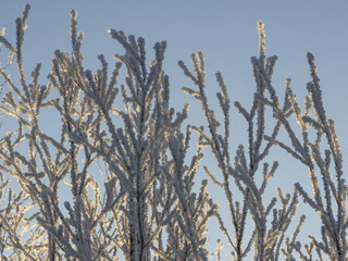 Frosted branchand sun rays. Close up.