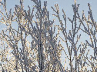 Frosted branchand sun rays. Close up.