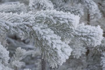 Frosted pine branch. Close up.