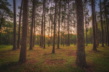 Pine tree at sunrise in Boa Keaw Silvicultural Research Station (Suan Son Boa Keaw), Chiang Mai, Thailand.