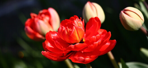 Fototapeta premium Against a dark background the bright terry red tulip reveals.