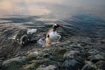 penguin on the rocks
