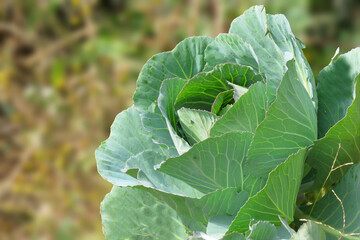 Cabbage growing in the garden, It is descended from the wild cabbage, and belongs to the 