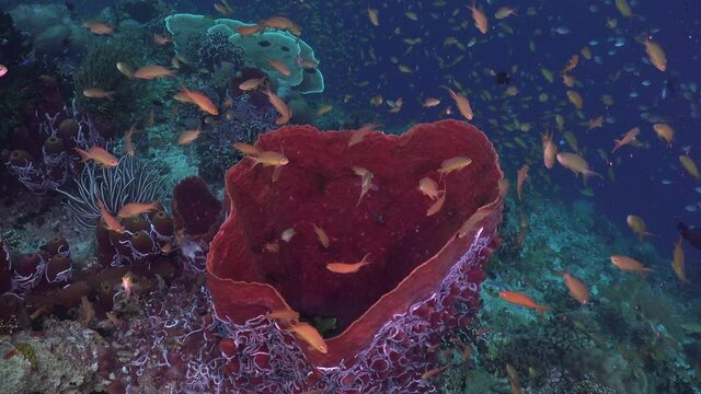 Close up shot of a giant barell sponge on a coral reef with colorful reef fishes.