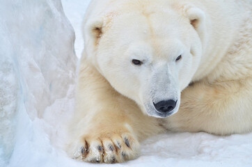 Fototapeta na wymiar polar bear 