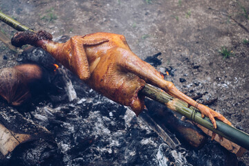 Roasting a wild turkey using bamboo pole and slow burning charcoal in an outdoor setting.