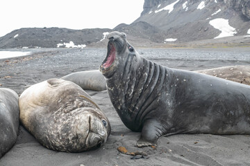 elephant seal south georgia