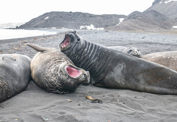 elephant seal south georgia