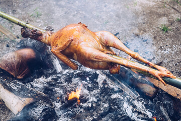 Roasting a wild turkey using bamboo pole and slow burning charcoal in an outdoor setting.