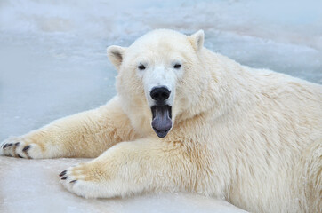 Plakat polar bear cub