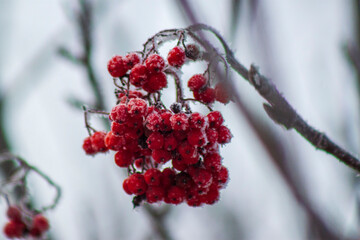 Mountain ash on a tree, in winter in the snow.