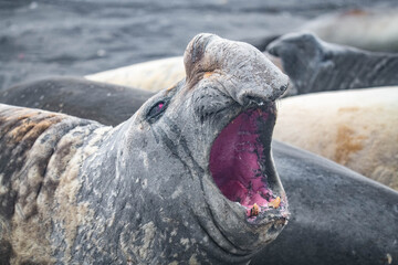 elephant seal south georgia